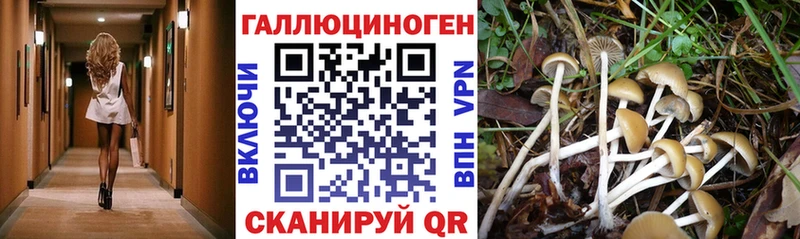 Галлюциногенные грибы GOLDEN TEACHER  Купить  Дзержинский 